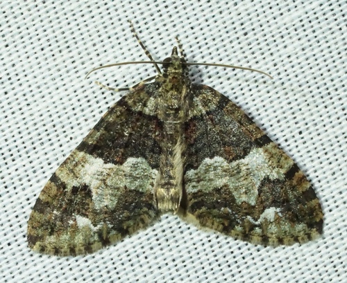 iNaturalist observation photo of Hydriomena albifasciata