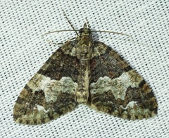 Hydriomena albifasciata