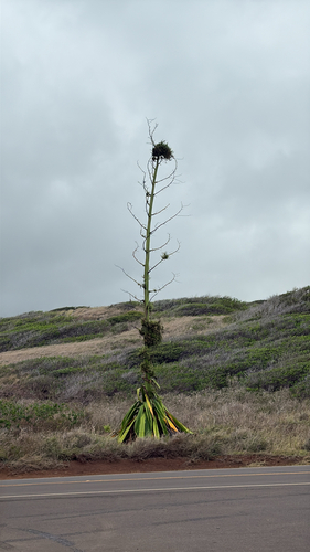 Furcraea foetida observed 2025-12-23