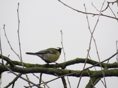 Parus major