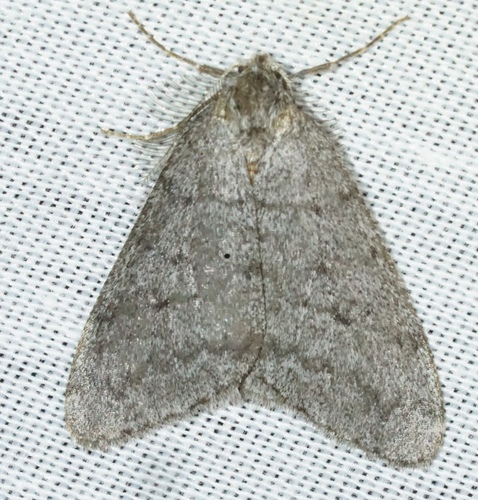 iNaturalist observation photo of Walnut Spanworm Moth