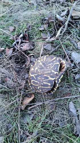 Ornate Box Turtle observed by quekarl