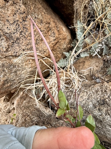 mountain rocktrumpet (Mandevilla brachysiphon)