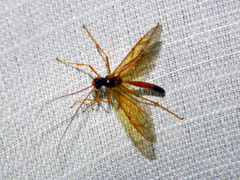 Opheltes glaucopterus barberi
