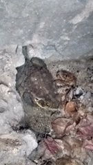 Rhinella arenarum