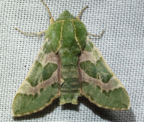 iNaturalist observation photo of Pacific Green Sphinx