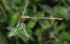 Ceriagrion olivaceum