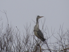 Ardea cinerea