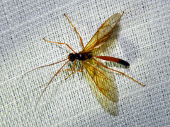 Opheltes glaucopterus barberi