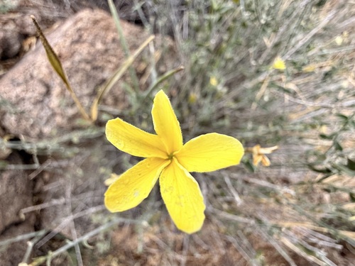 Cockroachplant (Haplophyton crooksii)