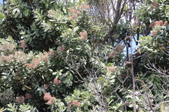 Metrosideros kermadecensis