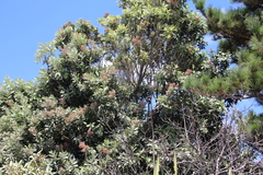 Metrosideros kermadecensis