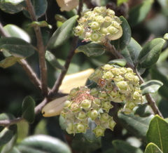 Metrosideros kermadecensis