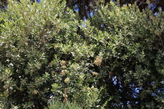 Metrosideros kermadecensis