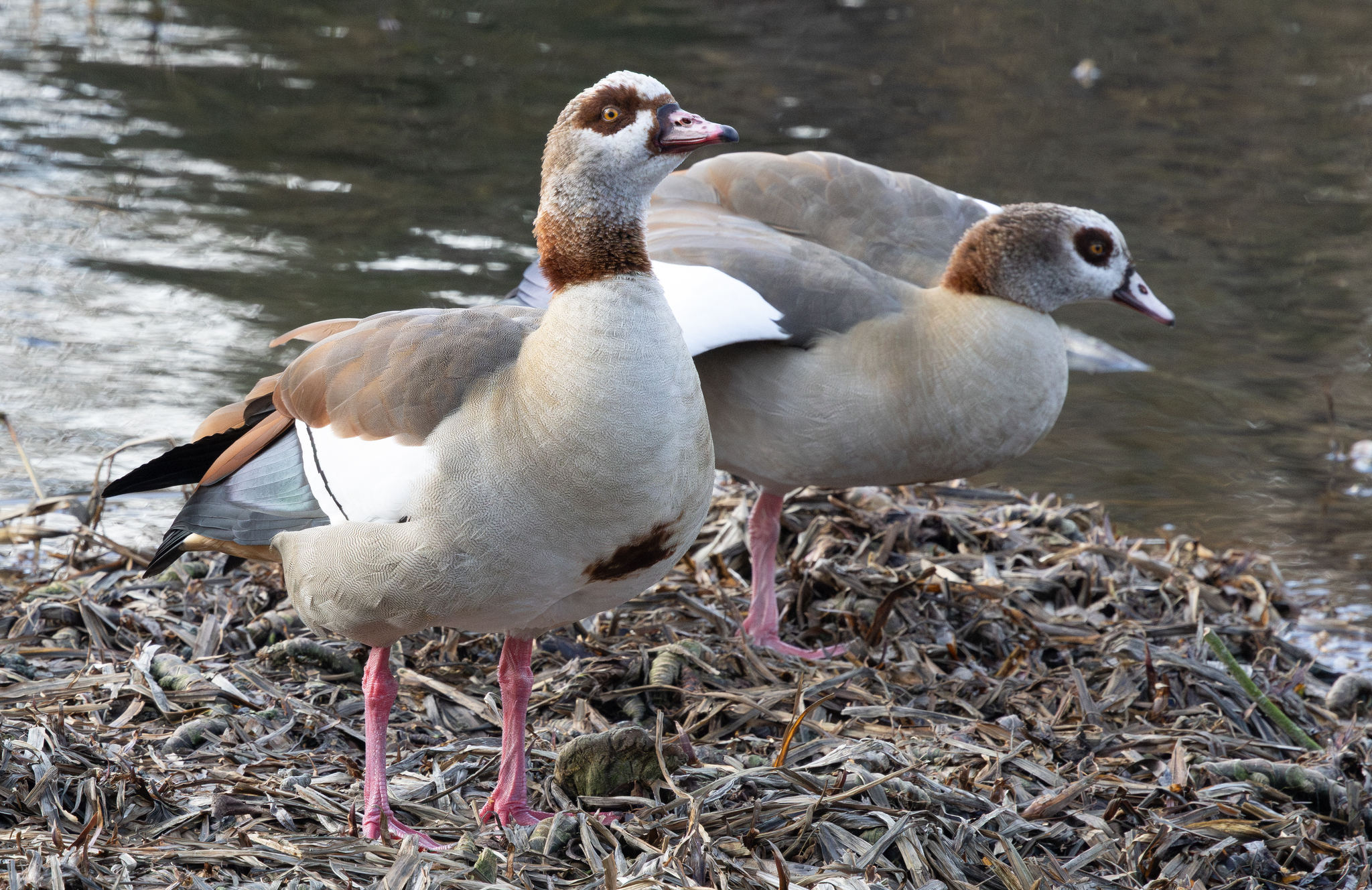 Alopochen aegyptiaca (Linnaeus, 1766)