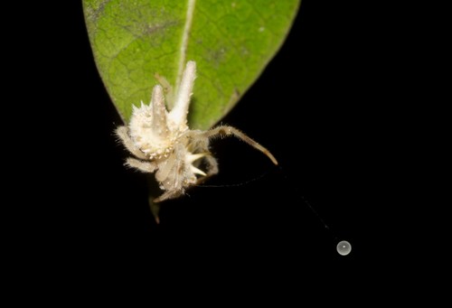 Mastophora leucacantha