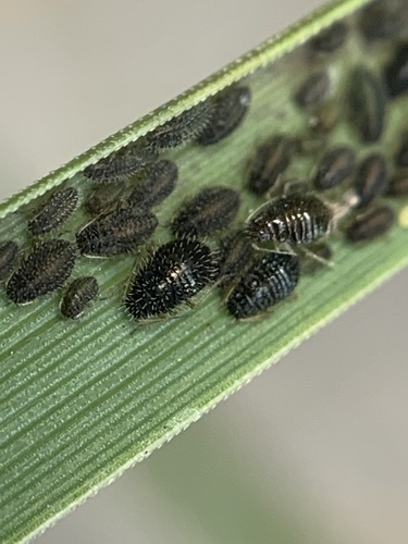 Hedgehog Grain Aphid photo 3