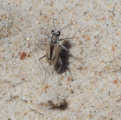 Zecicindela savilli