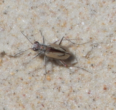 Zecicindela savilli