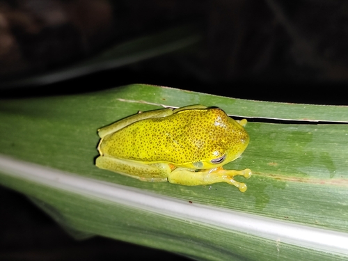 White-edged Tree Frog
