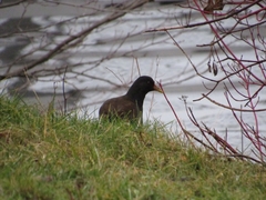 Gallinula chloropus