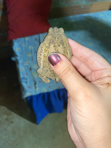 granular toad