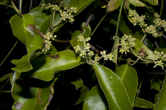 Hippocratea volubilis