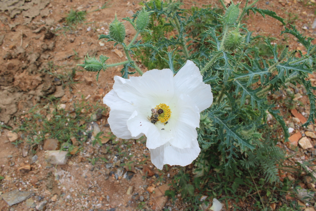 Argemone arida