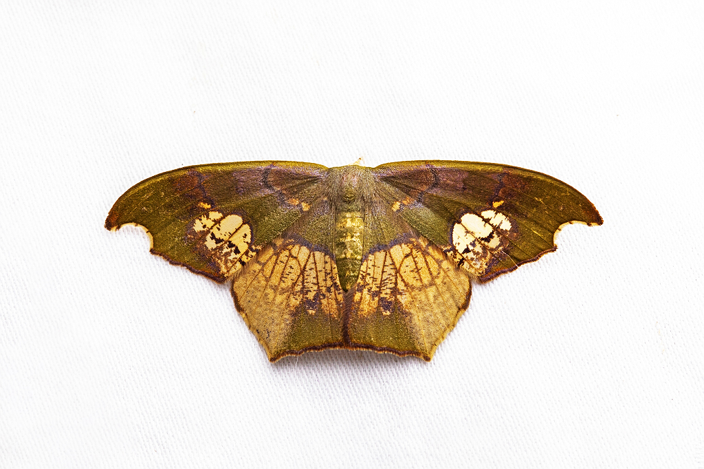 Timandromorpha olivaria