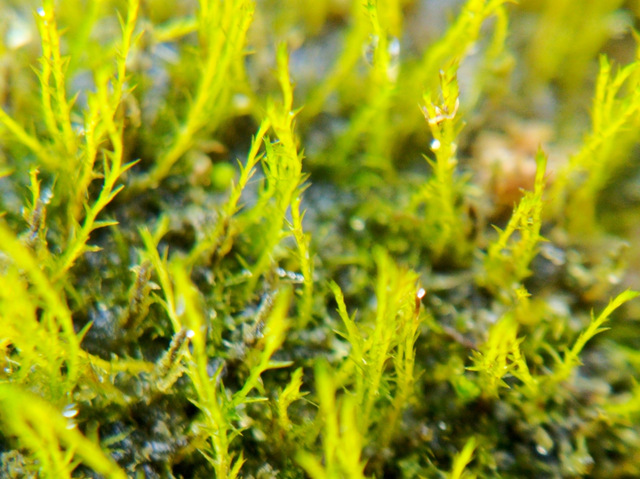 Archidium alternifolium