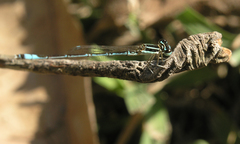 Agriocnemis nana