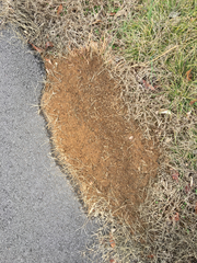 Solenopsis saevissima