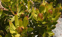 Alatosperma