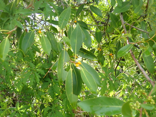 Small-leaved fig (Ficus obliqua)