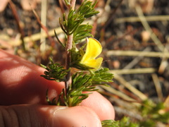 Aspalathus linguiloba