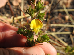 Aspalathus linguiloba