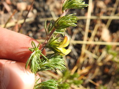 Aspalathus linguiloba