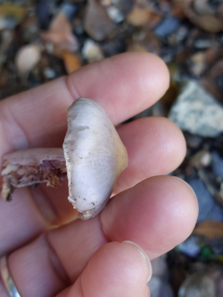 Inocybe ionocephala · December 2025 · photo: © tkoffel (iNaturalist, cc-by)