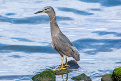 Nycticorax nycticorax