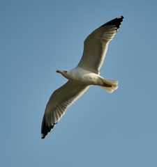 Larus michahellis