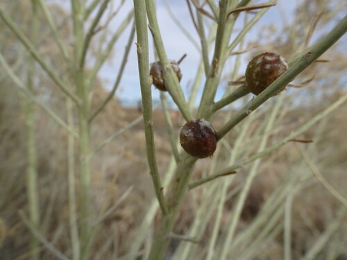 Unknown species found near Adams County, CO, USA