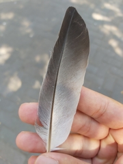 Columba livia domestica