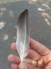 Columba livia domestica