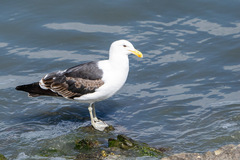 Larus dominicanus