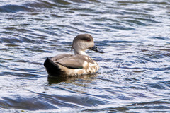Lophonetta specularioides