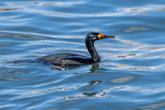 Leucocarbo magellanicus