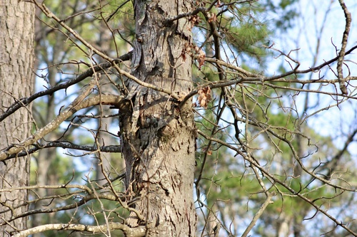 nutmeg hickory (Carya myristiciformis)