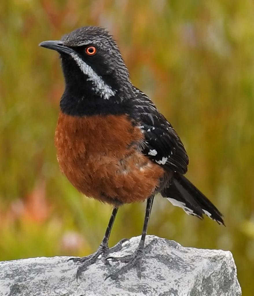 Cape Rockjumper photo