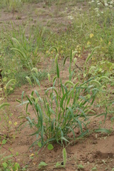 Setaria viridis
