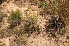 Pentzia dentata